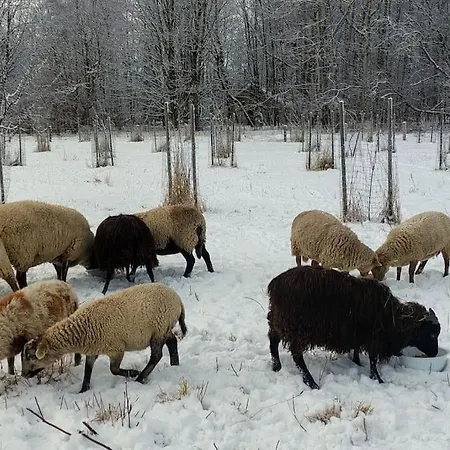Chalet Boruvka - Biofarma Na Samote V Lesich Benesov (Blansko)
