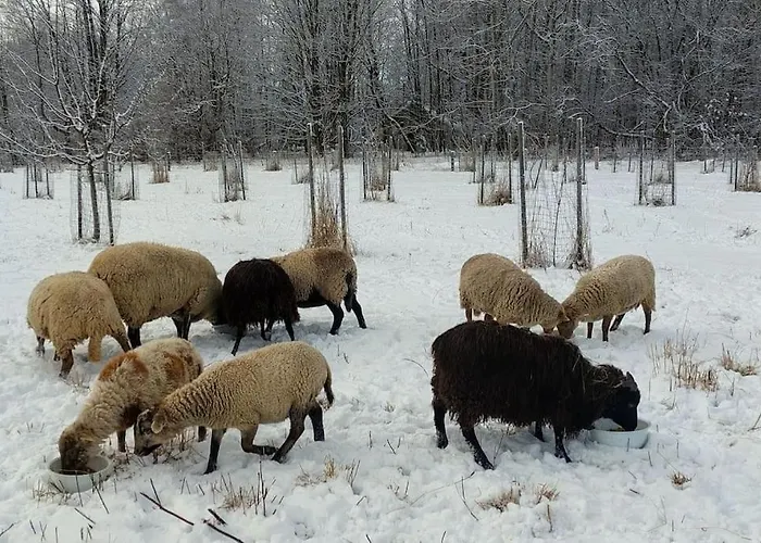 Chalet Boruvka - Biofarma Na Samote V Lesich Benesov (Blansko)