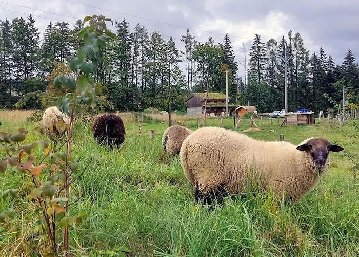 Boruvka - Biofarma Na Samote V Lesich Chalet *