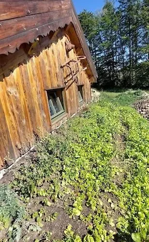 Boruvka - Biofarma Na Samote V Lesich Chalet Benesov (Blansko)