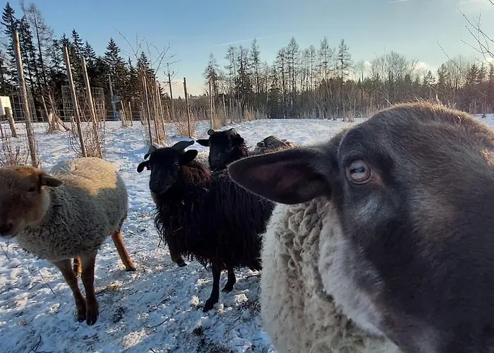 Boruvka - Biofarma Na Samote V Lesich Chalet